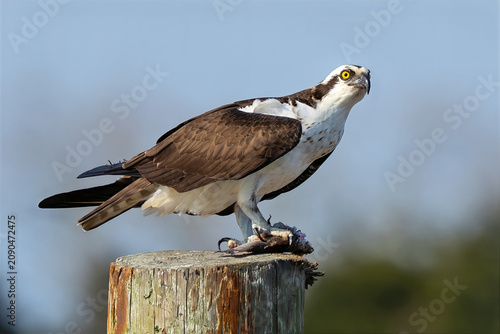 Fotografía Osprey on Piling with Large Fish