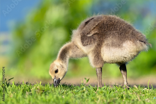 Foto Canada Gosling Feeding in the Grass