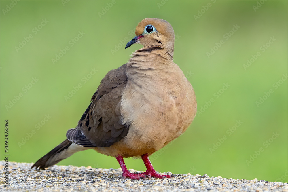 Obraz premium Mourning Dove Standing on Concrete