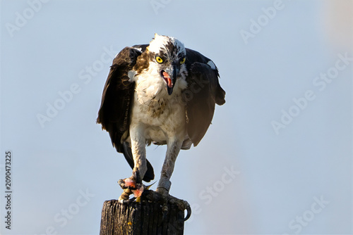 Fotografía Osprey Eating a Large Fish