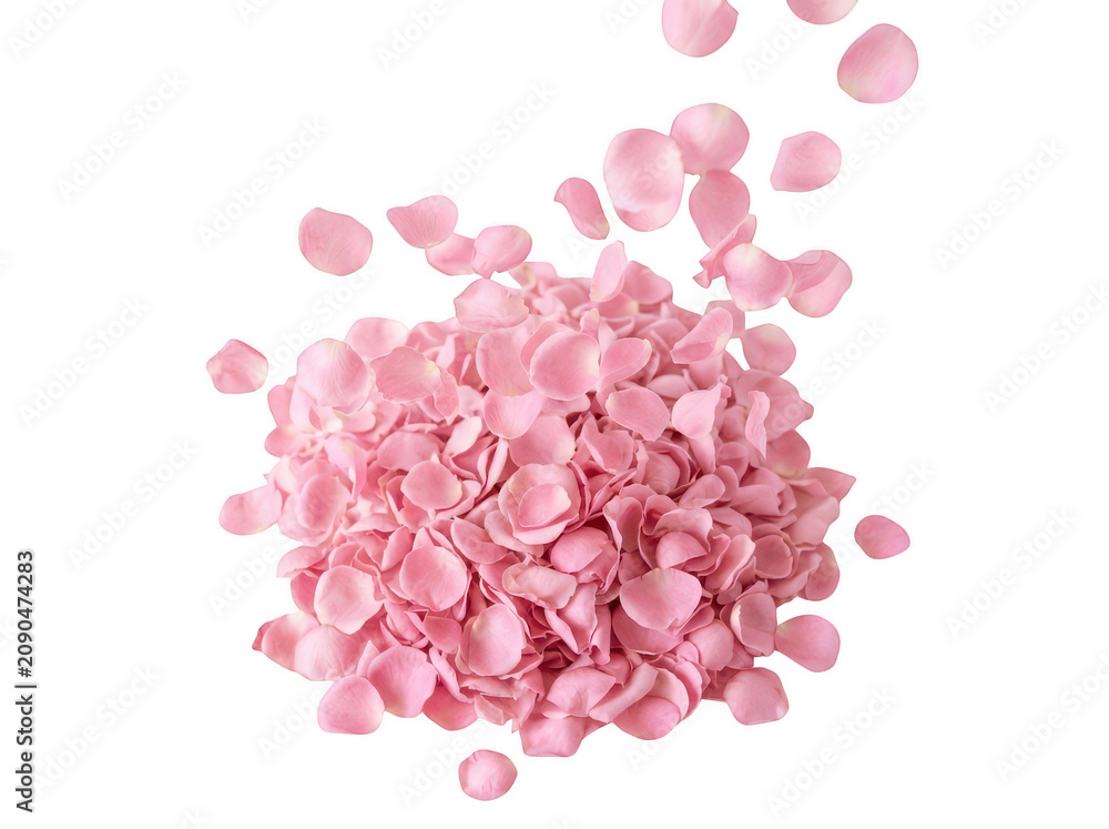 Obraz premium Pink cherry blossom petals falling
