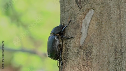 Female Japanese rhinoceros beetle feeding on sap on a tree trunk, side profile view.