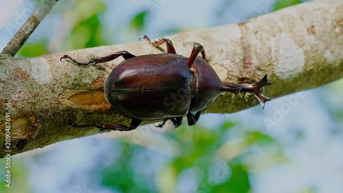 Male Japanese rhinoceros beetle feeding on sap on a tree branch, overhead view.