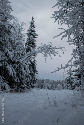 Snowy trees on autumn day in Alaska