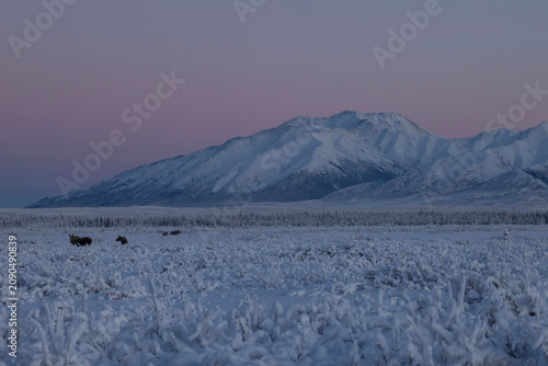 Moose in a snowy field in Alaska