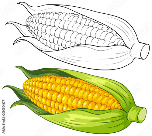 Vector Illustration of Corn on the Cob with Line Art Version