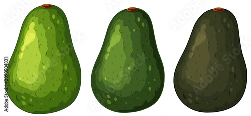Three Whole Green Avocado Fruits Vector Illustration on White Background