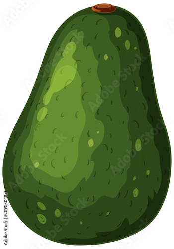 Whole Green Avocado Vector Illustration Isolated on White Background