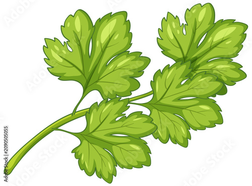 Fresh Green Parsley Herb Sprig Vector Illustration on White Background