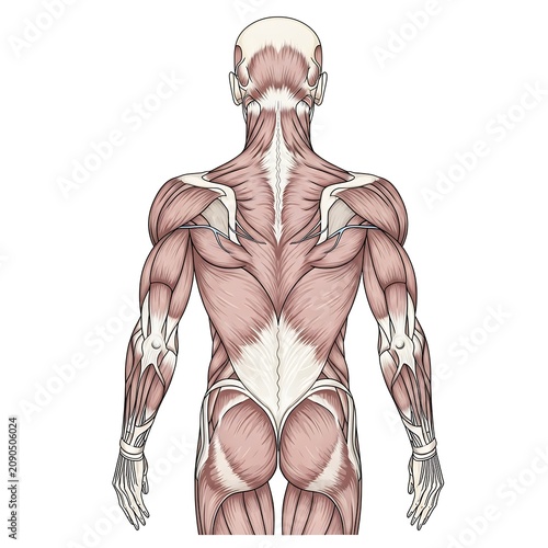 Human anatomy poster showing muscular and skeletal systems.