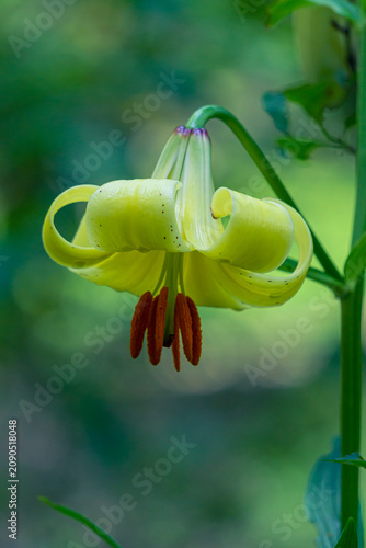 A close-up view of a flower with yellow petals, brown stamens, and green leaves on a thin stem. Blurred background. Lilium pyrenaicum, Pyrenean Lily