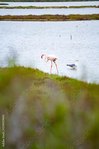 Beautiful nature scene of a pink flamingo bird on a water swamp in Delta de l'Ebre, Catalonia
