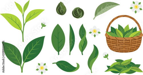 Cuadro en lienzo Fresh green tea leaves vector set featuring sprouts organic herbs basket matcha