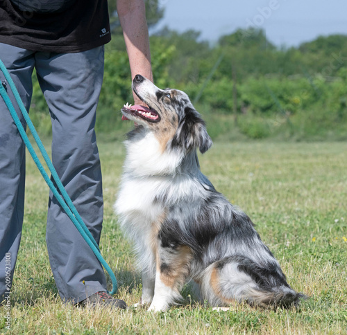 Bild auf Leinwand training of australian shepherd