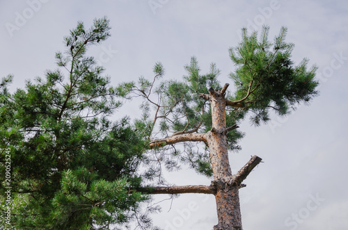 A pine tree with its top cut off so it wouldn't touch the wires against the sky