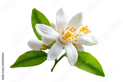 Closeup of a neroli flower in bloom isolated on transparent background, Clipart png