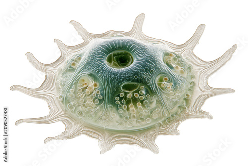 Cellulose-plated dinoflagellate featuring a unique transverse groove isolated on transparent background, Clipart png