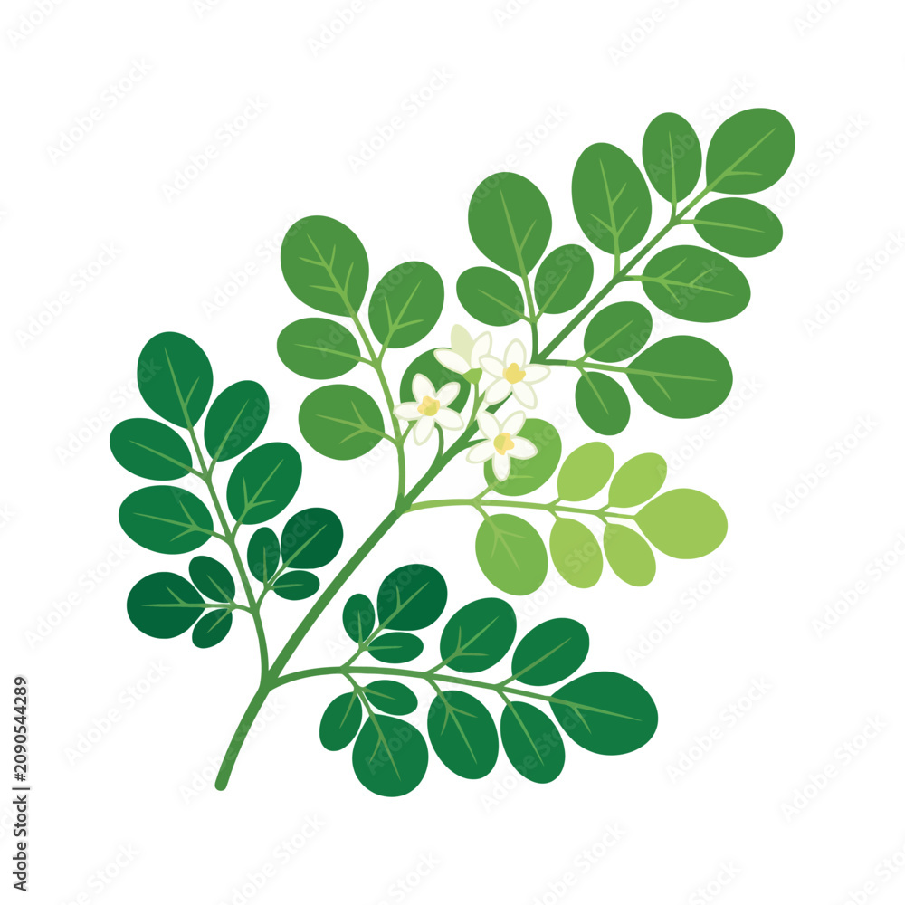 Obraz premium Moringa oleifera branch with green leaves and white flowers botanical illustration.