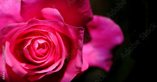 pink rose close up on a black background