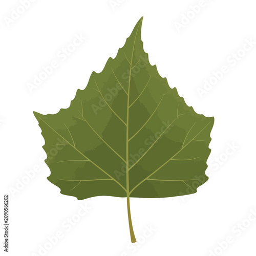 фотографія Deltoid Green Cottonwood Leaf Flat Vector Illustration