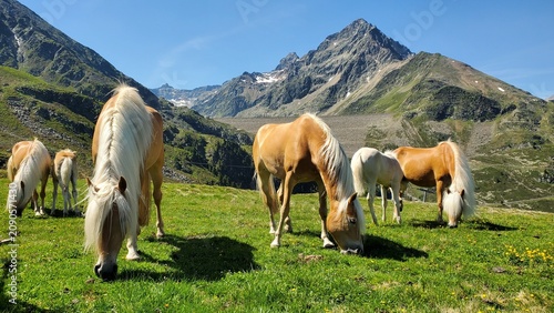 Foto Pferde auf Almweide