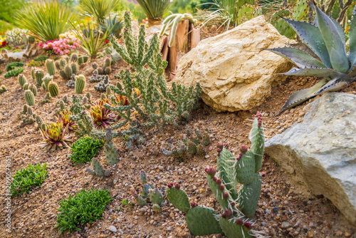 Quadro su tela Succulents and drought tolerant low water plants in a garden