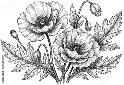 Vintage engraved poppy flower bouquet with blooming buds and detailed leaves vector illustration isolated on white background