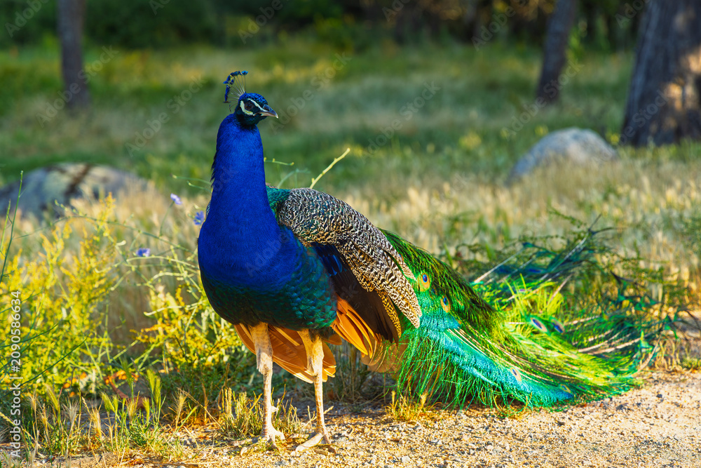 Obraz premium Beautiful male Indian peafowl blue peacock standing on ground in wild nature park