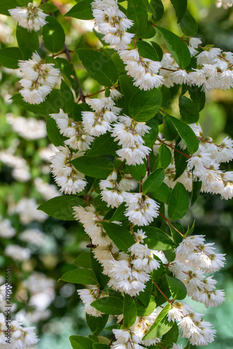 Blooming Fuzzy Deutzia Scab...