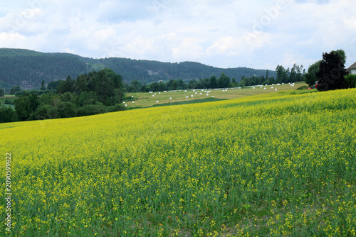 Yellow field