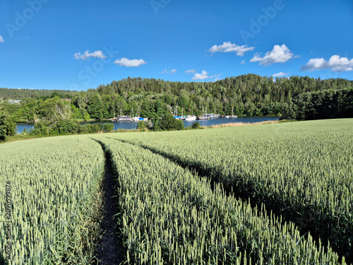 cornfield