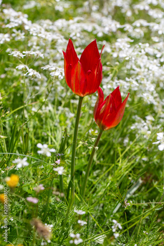 Wild Red Tulips Tulipa Orph...