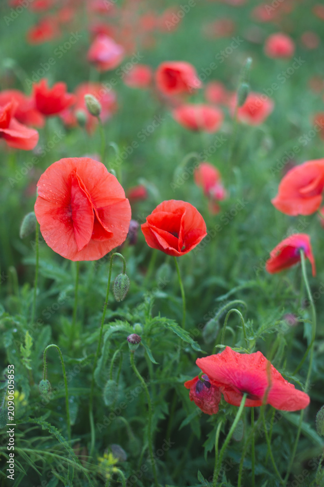 Fototapeta premium Vibrant red poppy in full bloom with green buds
