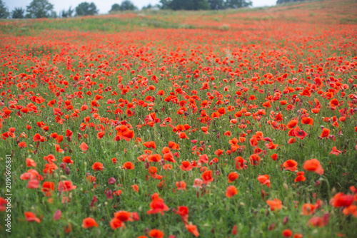 Tableau sur toile Abundant field of wild red poppies