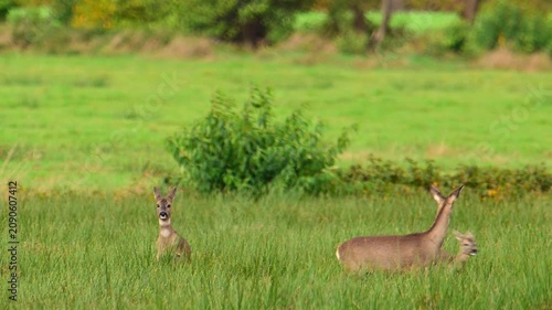A small herd of roe deer grazes in a green meadow. The animals stand among tall grasses, with a dense line of trees displaying autumn foliage in the distance. Each deer has a white patch on its rump.