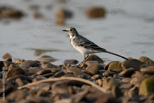 Fotografie Small wagtail bird standing on a pebble beach