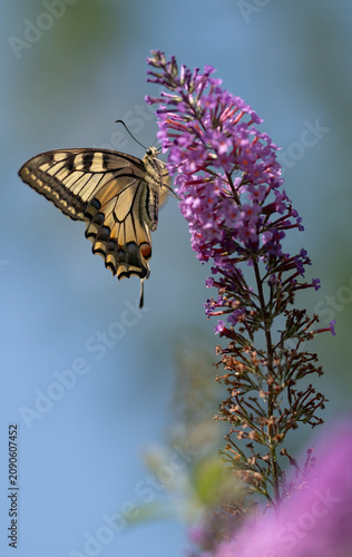 Old World swallowtail butterfly (Papilio machaon) on purple flowers
