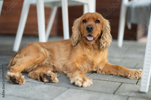 Quadro su tela English Cocker Spaniel lying on a grey tiled floor outdoors