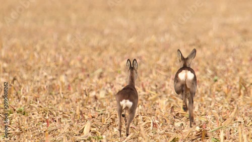 Roe deer run across a harvested corn field. The brown stalks cover the ground. The animals move away from the camera, showing their white rump patches. The deer are in motion across the dry, stubbled 