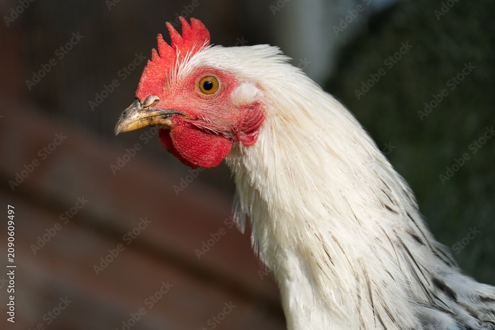 Fototapeta premium Close-up side view portrait of a white chicken on a farm