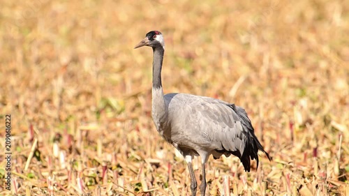 Common Crane or Eurasian Crane (Grus Grus) feeding and resting in a field near Diepholz in Germany during the autumn migration. 
