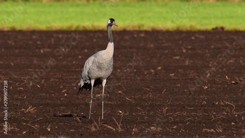 Common Crane or Eurasian Crane (Grus Grus) feeding and resting in a field near Diepholz in Germany during the autumn migration. 