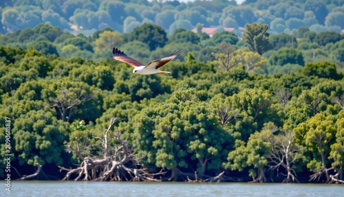 A large bird with white and dark colored wings is soaring above a body of water, likely a river or lake