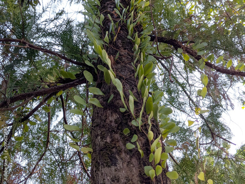 Low angle view of a tall tree trunk covered with green epiphytic climbing plants and ferns in a forest.
