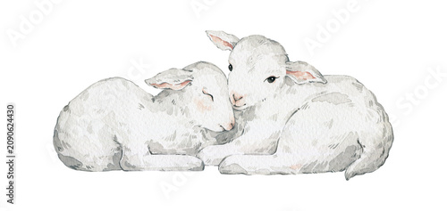 Cute watercolor sheeps, lamb, white domestic rural animal