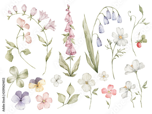 Watercolor wild meadow flowers. Elegant summer botany, foliage, violet, daisy, bluebell 