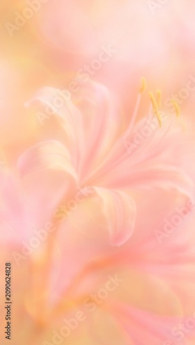 Soft pastel floral elegance mobile wallpaper