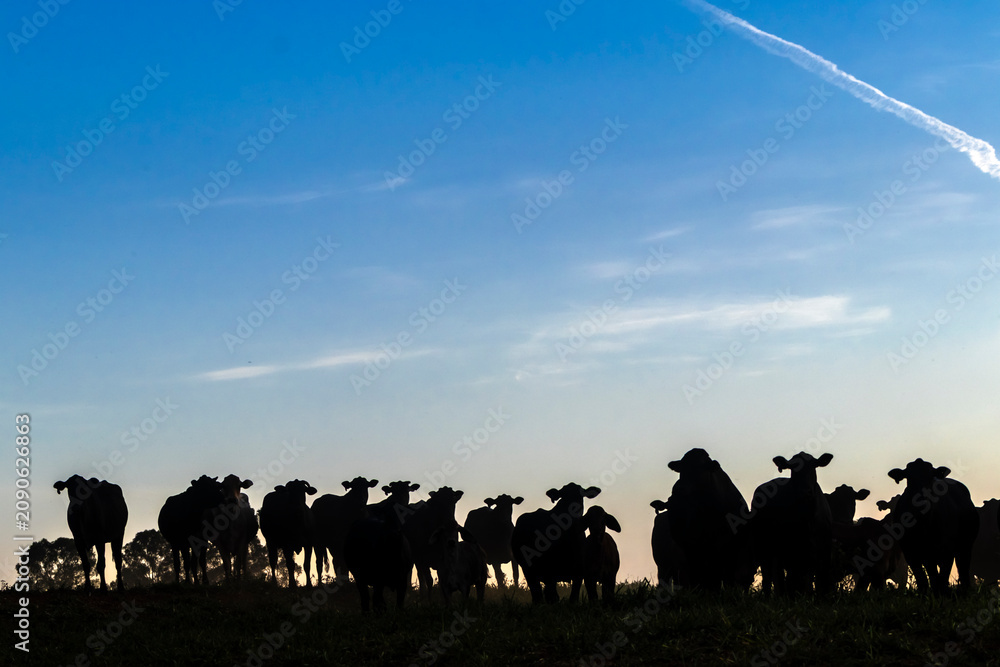 Naklejka premium Silhouette of a beef cattle herd standing on a green pasture under a bright blue sky with light clouds during sunset in Brazil. 