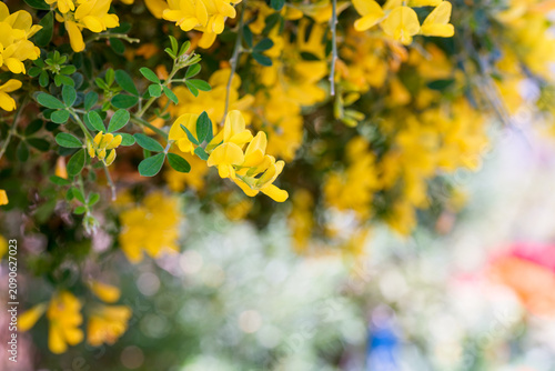 Foto Bright yellow broom flowers blooming on green branches in spring sunlight