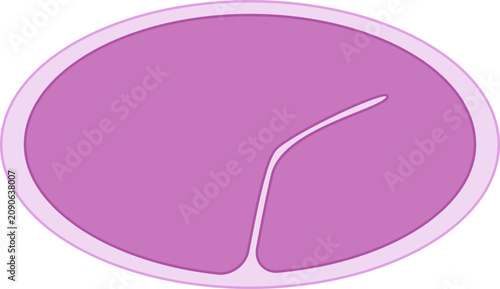 Foto C. Elegans Cross Section Tissue Elongation